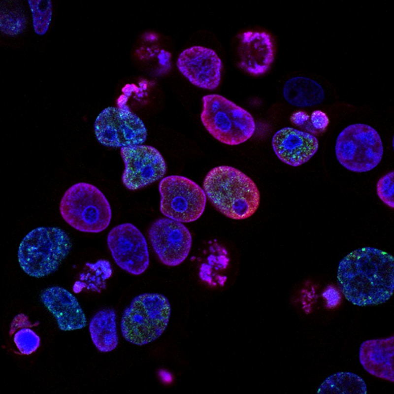 Microscopy — cellular-level analysis